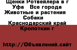 Щенки Ротвейлера в г.Уфа - Все города Животные и растения » Собаки   . Краснодарский край,Кропоткин г.